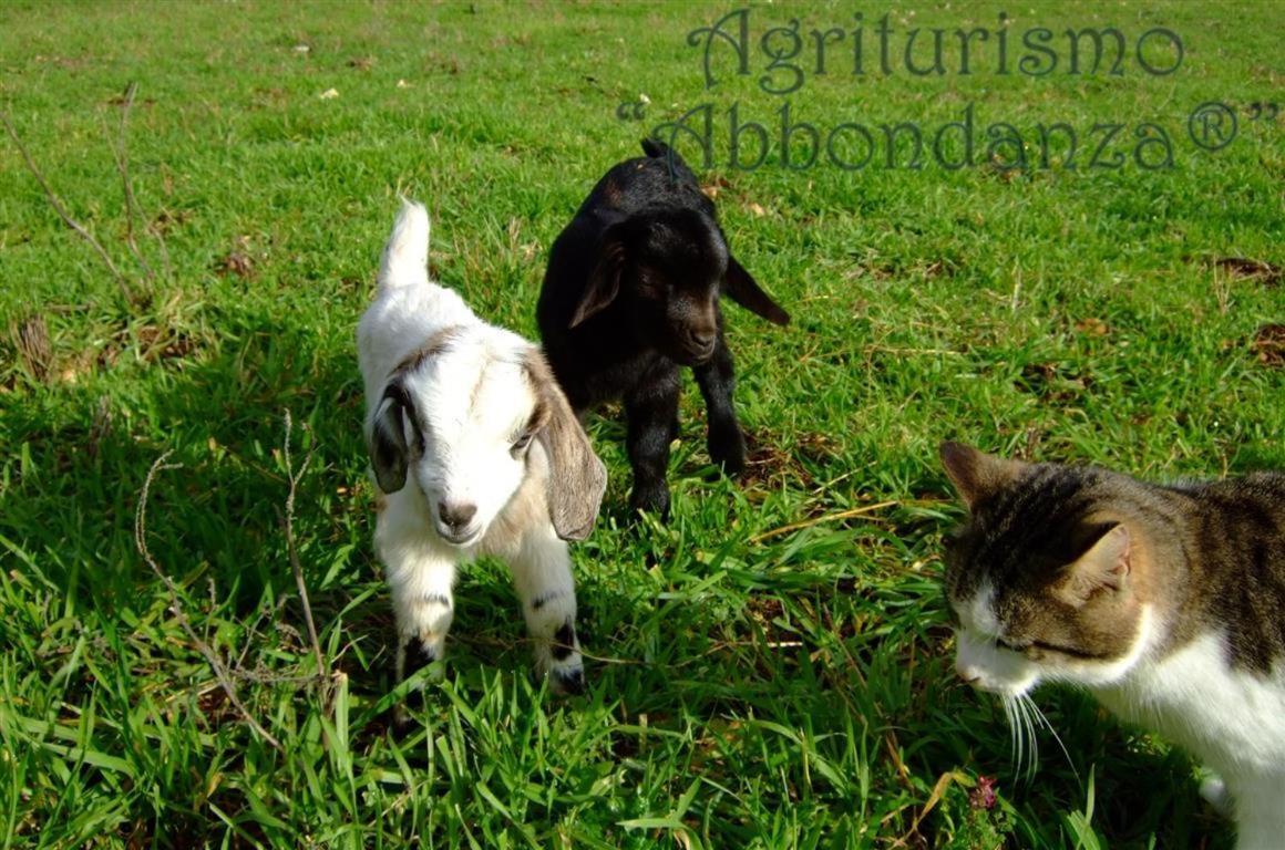 アルベロベッロ Agriturismo Abbondanzaヴィラ エクステリア 写真